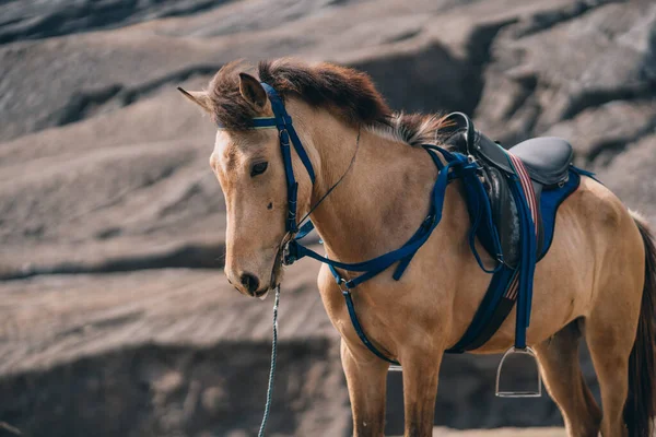 stock image Close up shot of beige horse with rocky mount background. Riding tour in Semeru National Park