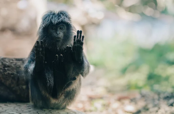 Close up shot of black monkey with hands on glass. Fluffy cute monkey sitting and looking straight