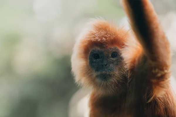 黄金のラングール猿の種のショットを閉じます 動物園で絶滅危惧種の猿の写真 かわいいふわふわの猿の顔 — ストック写真