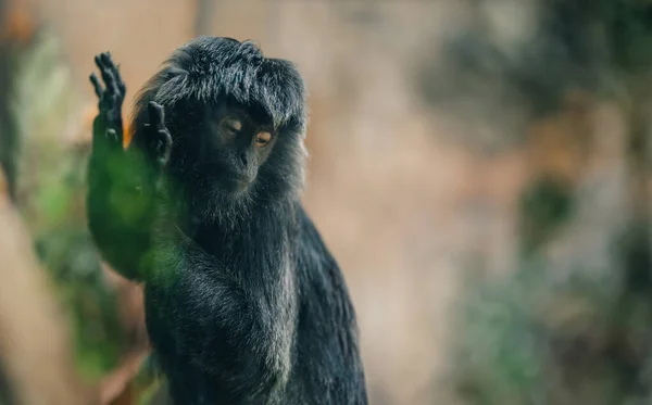 Nahaufnahme Des Flauschigen Goeldis Äffchengesichts Niedliche Entzückende Goeldis Affe Zoo — Stockfoto