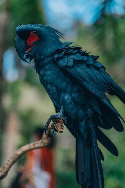 Färgglada Vackra Safari Fågel Närbild Skott Stora Blå Papegoja Sitter — Stockfoto