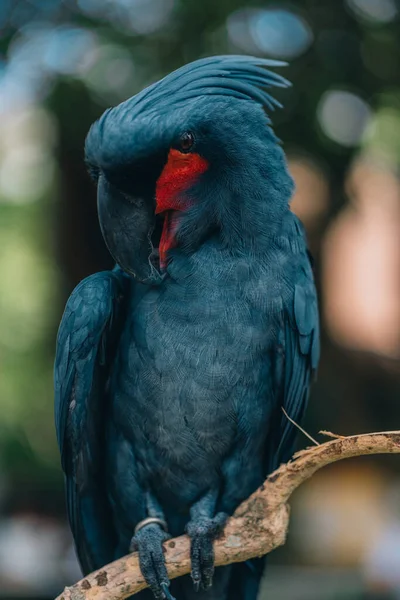 Närbild Stor Blå Papegoja Som Sitter Trädgren Färgglad Vacker Safari — Stockfoto