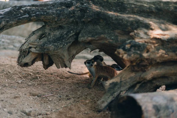 Groupe Suricates Cachant Sous Une Branche Bois Meerkats Assis Dans — Photo