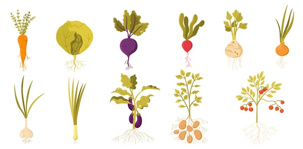 Vegetales Jardín Con Raíces Establecer Ilustración Vectorial Cosecha Granja Verduras — Vector de stock