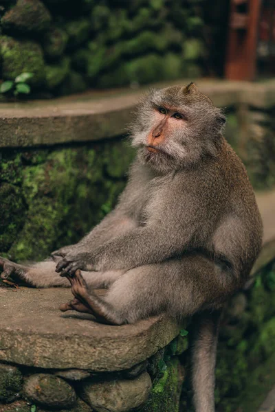 Nahaufnahme Eines Entspannten Affen Auf Grünem Wandhintergrund — Stockfoto