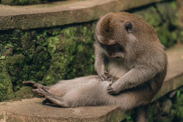 Nahaufnahme Von Lustigen Affen Auf Grünem Wandhintergrund — Stockfoto