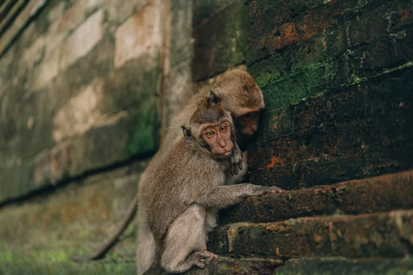 Zwei Makaken Hängen Einer Steinmauer Heiligen Wald Affenklettern Auf Traditioneller — Stockfoto