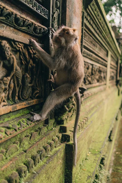 Makaken Hängen Einer Steinmauer Heiligen Wald Affenklettern Auf Traditioneller Aus — Stockfoto