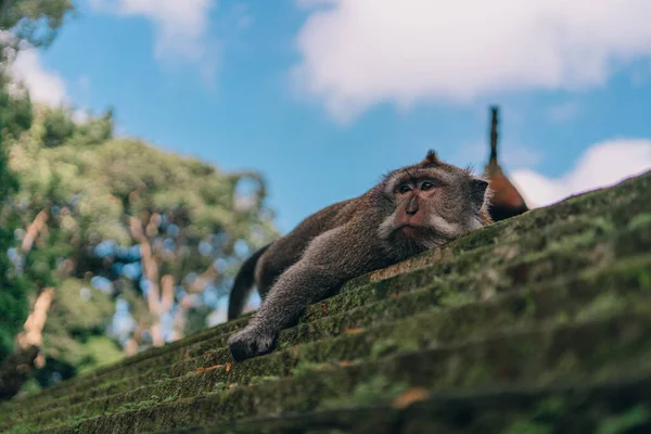 Cute monkey lying on stone wall in sacred monkey forest. Relaxed macaque on balinese architecture covered with moss