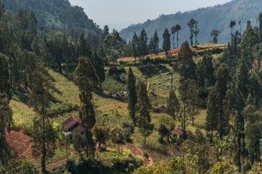 Bale bahçesi ve orman bitkilerinin manzarası. Tropikal tepeler, ağaçlar ve pirinç tarlaları