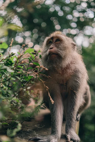 Nahaufnahme Von Chill Sitting Monkey Bienen Grüne Pflanze Makaken Auf — Stockfoto