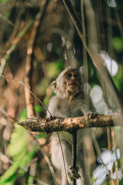 ジャングルの自然を背景に木に猿を登るのショットを閉じます 神聖な猿の森の聖域にぶら下がっているマカク — ストック写真