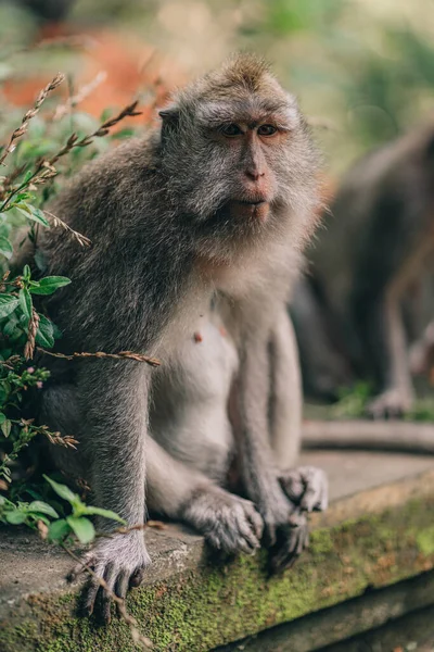 Sluiten Shot Van Chill Zitten Aap Besind Groene Plant Macaque — Stockfoto