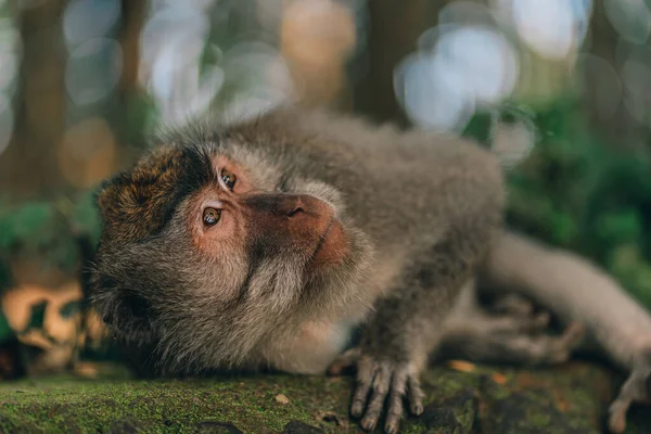 Nahaufnahme Von Affen Die Pflanzen Affenwald Bewundern Entspannter Makak Heiligem — Stockfoto