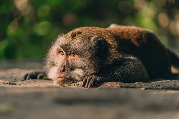 Gros Plan Singe Allongé Détendu Regardant Attentivement Macaque Dans Sanctuaire — Photo