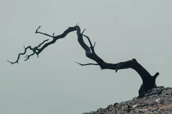 Soğuk Sisli Yanmış Ağaç Dallarını Yakından Çek Tepe Bitki Manzarası — Stok fotoğraf