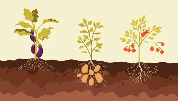 庭や農場の畑のベクトル図の土壌で成長する日陰の野菜 地上レベルと熟したナス ジャガイモとトマトの植物の成長と漫画の野菜パッチインフォグラフィック構造 — ストックベクタ