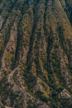 Bromo Dağı dokusunu savana bitki örtüsüyle kapatın. Bitkilerle kayalık lav, Bromo savana alanı.