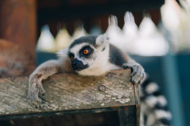 Gevşek halka kuyruklu lemur yakın çekim. Tatlı tüylü hayvan güneşleniyor ve dinleniyor.