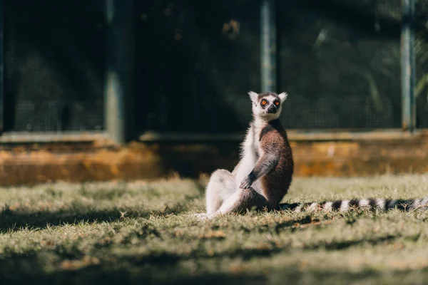 여우원숭이 풀밭에 모습을 촬영했습니다 귀여운 여우원숭이 — 스톡 사진
