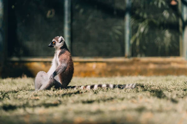Yakın Çekim Halkası Çimlerin Üzerinde Lemuru Kovaladı Tatlı Lemurlar Etrafı — Stok fotoğraf