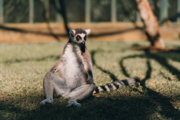 Primo Piano Colpo Seduta Anello Coda Lemure Sull Erba Carino — Foto Stock