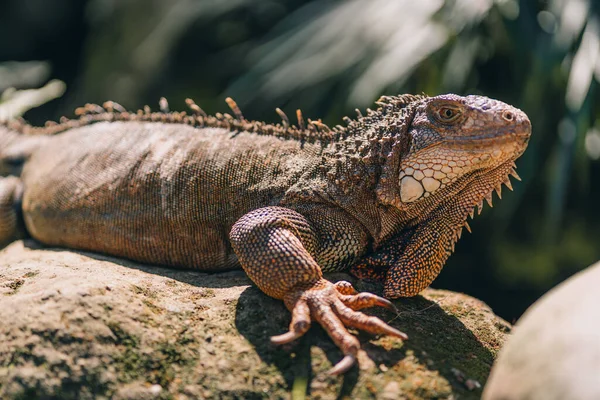 stock image Close up shot of iguana with green nature background. Large tropical lizard in safari park