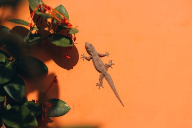 Turuncu duvardaki yeşil yapraklı küçük kertenkeleyi yakından çek. Gecko kertenkelesi ev çitlerinde yürüyor