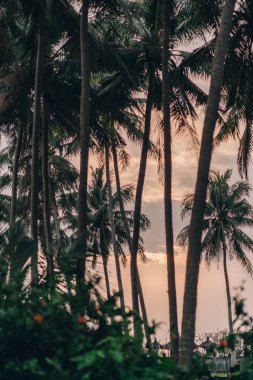 Günbatımı arkaplanlı yüksek orman palmiyelerinin güzel bir fotoğrafı. Tropikal yağmur ormanları bitki ve ağaçlar