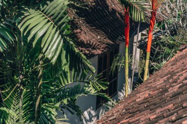 Kırsal bölgedeki tropikal bitki örtüsünü yakından çek. Çiftlik evlerinde egzotik orman bitkileri