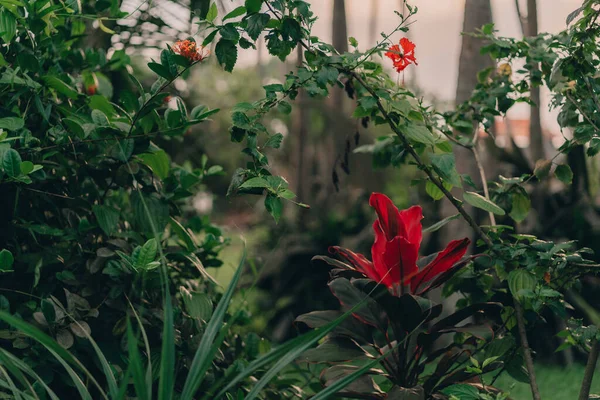 stock image Close up shot of tropical red flowers with jungle green nature background. Exotic vegetation and botanicals flora