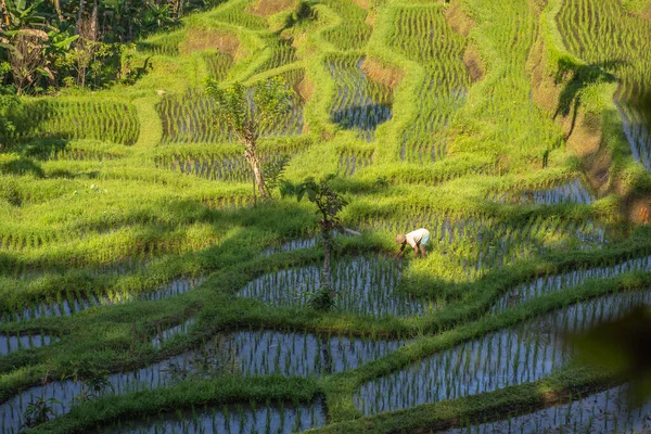 Vista Superior Terraço Arroz Verde Balinês Agricultor Que Trabalha Campo — Fotografia de Stock