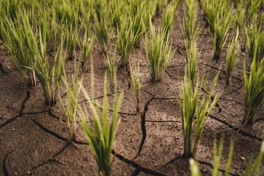 Çatlamış zeminin pirinç bitkileriyle yakın görüntüsü. Pirinç tarımı ve çeltik tarlaları