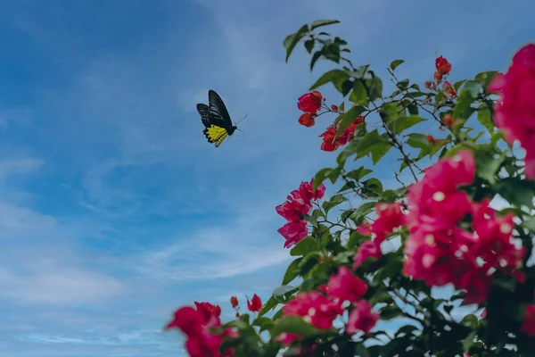Primo Piano Colpo Farfalla Volare Cespugli Rosa Fiori Con Sfondo — Foto Stock