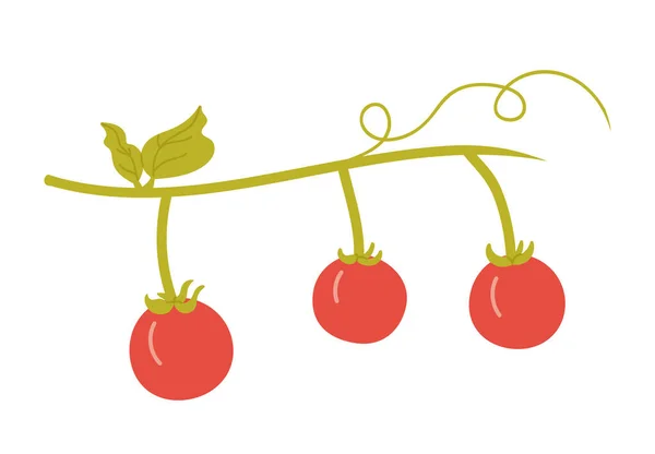 Tomates Cerises Sur Branche Légumes Sains Ingrédients Salade Illustration Vectorielle — Image vectorielle