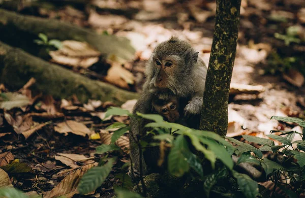 地面に座っている赤ちゃんと母猿のクローズアップショット 自然の中のファミリーマカク 聖なる猿の森 — ストック写真