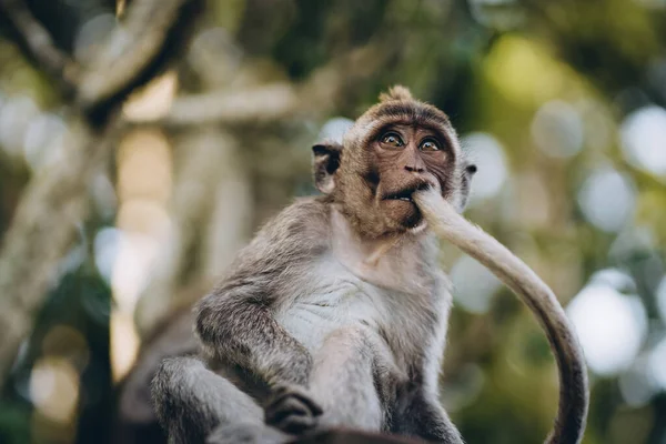Gros Plan Singe Avec Queue Dans Bouche Macaque Drôle Dans — Photo