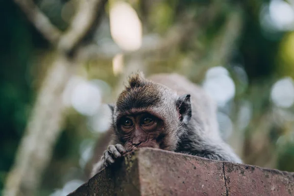 緑の自然の背景にサルの顔のクローズアップショット 聖なる猿の森で面白いマカクの生き物 — ストック写真