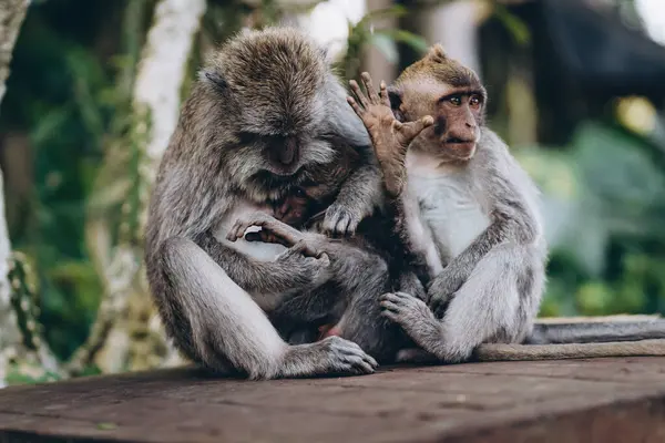 Gros Plan Singes Twee Fouillant Les Cheveux Macaques Drôles Recherche — Photo