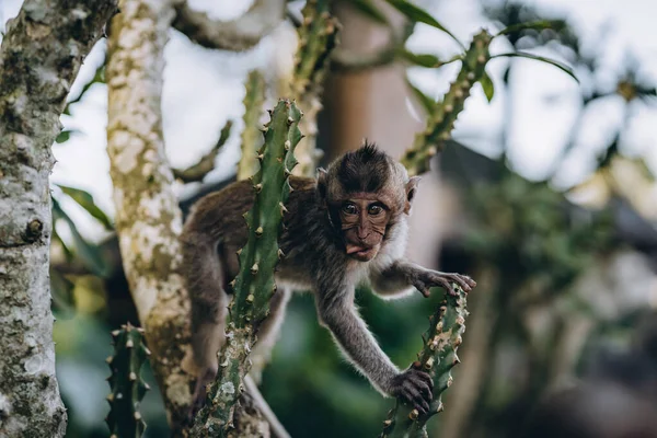 サルの森の中の木にぶら下がっている小さな猿のショットを閉じます ブッシュの枝でかわいいマカクの登山 — ストック写真