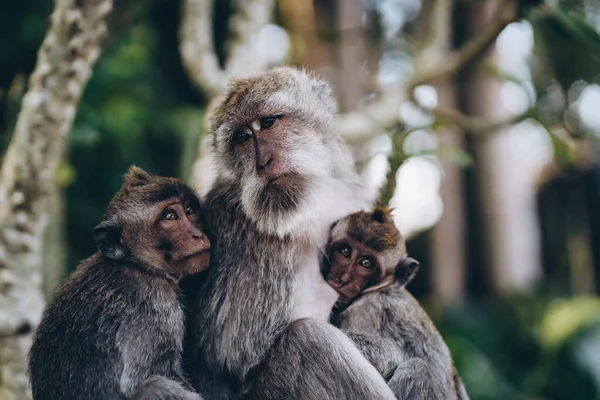 Gros Plan Une Famille Singes Embrassant Adorable Macaques Câlins Dans — Photo