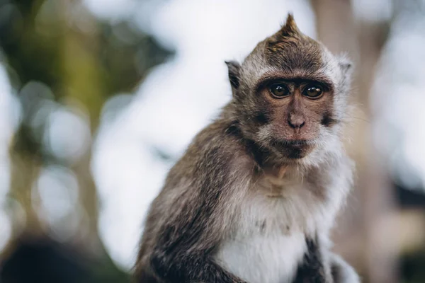 Gros Plan Singe Adorable Avec Fond Nature Mignon Macaque Dans — Photo
