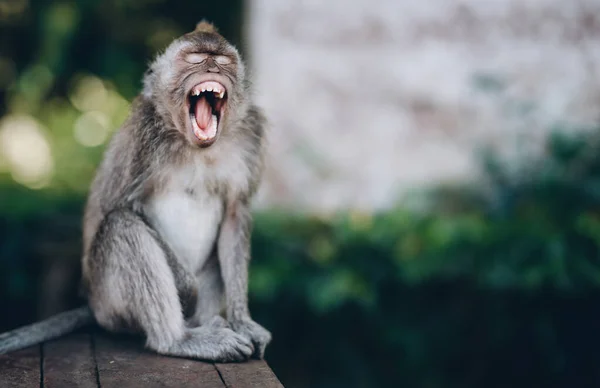 Nahaufnahme Eines Lustigen Gähnenden Affen Sitzender Makak Mit Offenem Maul — Stockfoto