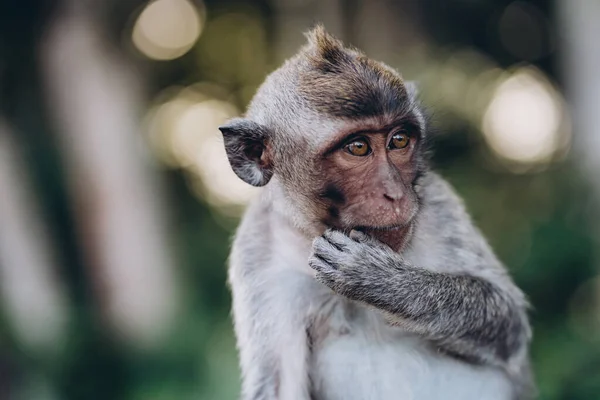 Gros Plan Singe Adorable Avec Fond Nature Mignon Macaque Dans — Photo