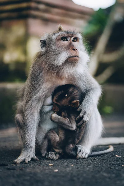 Primer Plano Madre Mono Abrazando Bebé Macaco Familia Abrazo Foto — Foto de Stock