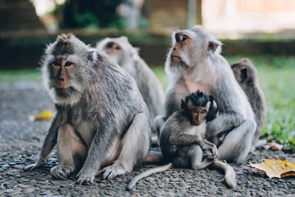 Gros Plan Groupe Singes Assis Sur Sol Famille Macaques Dans — Photo