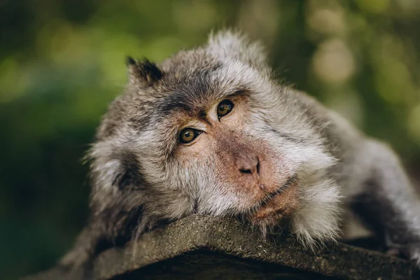 Nahaufnahme Eines Niedlichen Schlafenden Affen Auf Einer Steinmauer Entspannter Makak — Stockfoto