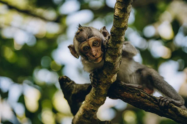 Close shot of cute funny monkey looking down from tree with nature background. Ubud sacred monkey forest
