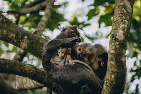 Gros Plan Famille Des Singes Recherche Poux Mère Macaque Avec — Photo