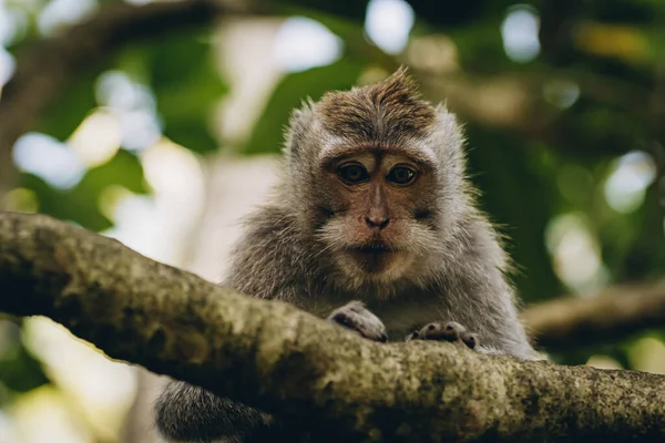 自然の背景を持つ木から下を見下ろすかわいい面白い猿のクローズショット ウブド聖なる猿の森 — ストック写真